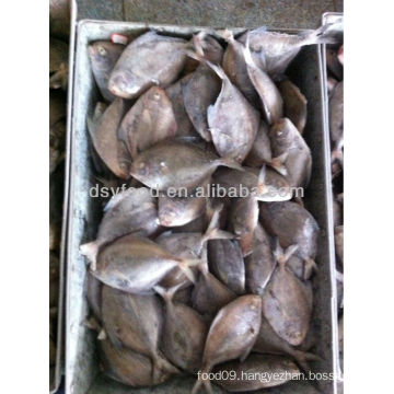 supply Pomfret